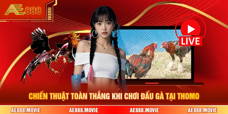 Chiến thuật toàn thắng khi chơi đấu gà tại Thomo 